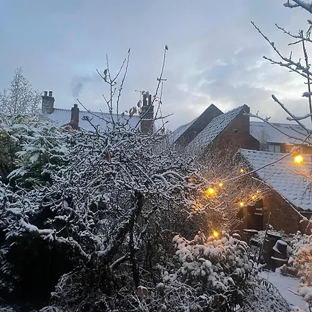 Apricot * Yarm